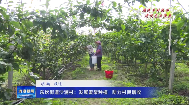 【推進鄉(xiāng)村振興?建設農業(yè)強縣】東坎街道沙浦
